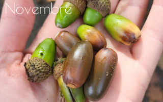 Que faire en Novembre